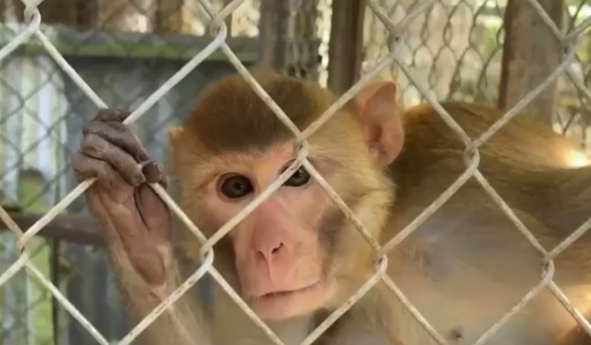 Zoológico Nacional desmiente importación de especies venenosas al país